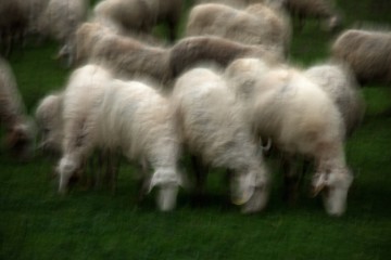08-daniele-pinti_pecore